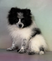 Pomeranian