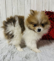 Pomeranian