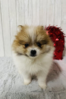 Pomeranian