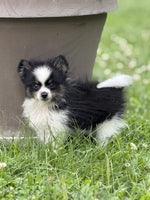 Pomeranian