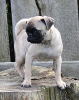 Pug