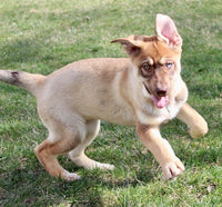 Shepherd Husky Mix