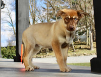 Shepherd Husky Mix