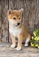 Shiba Inu