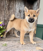 Shiba Inu