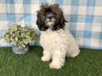 Shihpoo