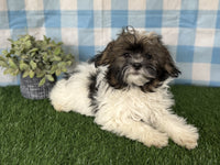 Shihpoo