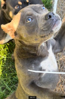 American Pocket Bully