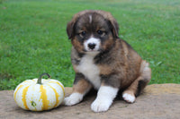 Australian Shepherd