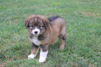 Australian Shepherd