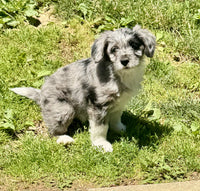 Mini Aussiepoo