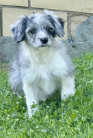 Mini Aussiepoo
