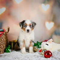 Australian Shepherd