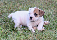 Beabull 