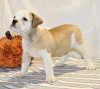 Beabull 