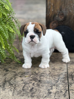  Beabull