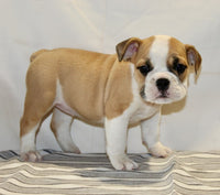 Beabull 