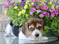 Beagle