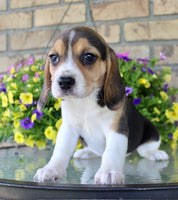 Beagle