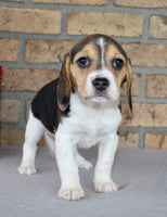 Beagle