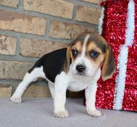 Beagle