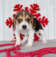 Beagle