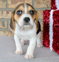 Beagle