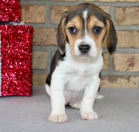 Beagle