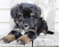 Bernedoodle