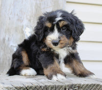 Bernedoodle