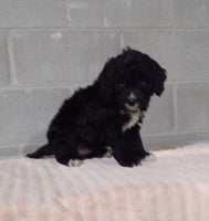 Bernedoodle