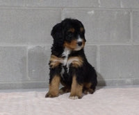 Bernedoodle