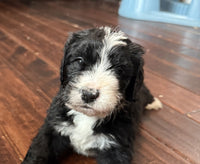 Bernedoodle