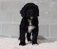 Bernedoodle