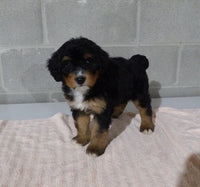 Bernedoodle