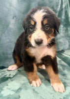 Bernese Mountain Dog