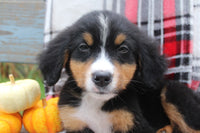 Bernese Mountain Dog