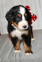 Bernese Mountain Dog