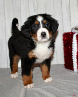 Bernese Mountain Dog