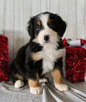 Bernese Mountain Dog