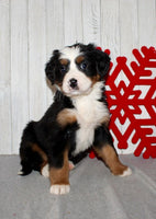 Bernese Mountain Dog