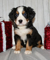 Bernese Mountain Dog