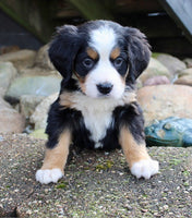 Bernese Mountain Dog