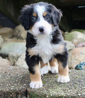 Bernese Mountain Dog