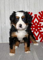 Bernese Mountain Dog