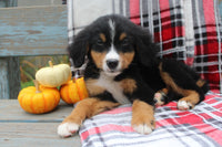 Bernese Mountain Dog