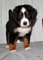 Bernese Mountain Dog
