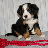Bernese Mountain Dog