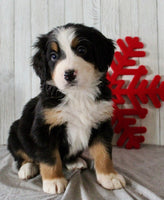 Bernese Mountain Dog