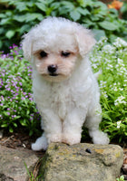 Bichpoo